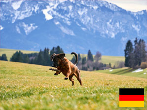 Ferienhaus mit Hund im Allgäu