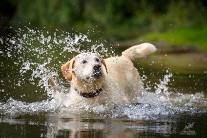 Hundestrand am Gardasee - Urlaub in einem Ferienhaus mit Hund am Lago di Garda