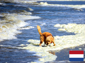 Ferienhaus mit Hund in Gelderland