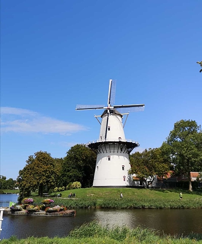 Windmühle in Middelburg in Zeeland im Urlaub im Ferienhaus mit Hund