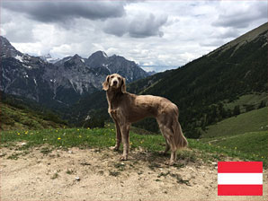 Ferienhaus mit Hund im Montafon