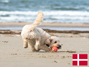 Ferienhaus mit Hund an der Nordsee Dänemarks