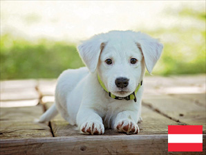 Ferienhaus mit Hund im Salzburger Land