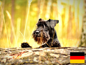 Ferienhaus mit Hund im Schwarzwald