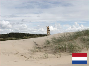 Ferienhaus mit Hund auf Texel