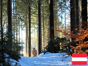 Ferienhaus mit Hund in Tirol