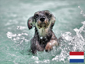 Ferienhaus mit Hund in Zeeland in Holland