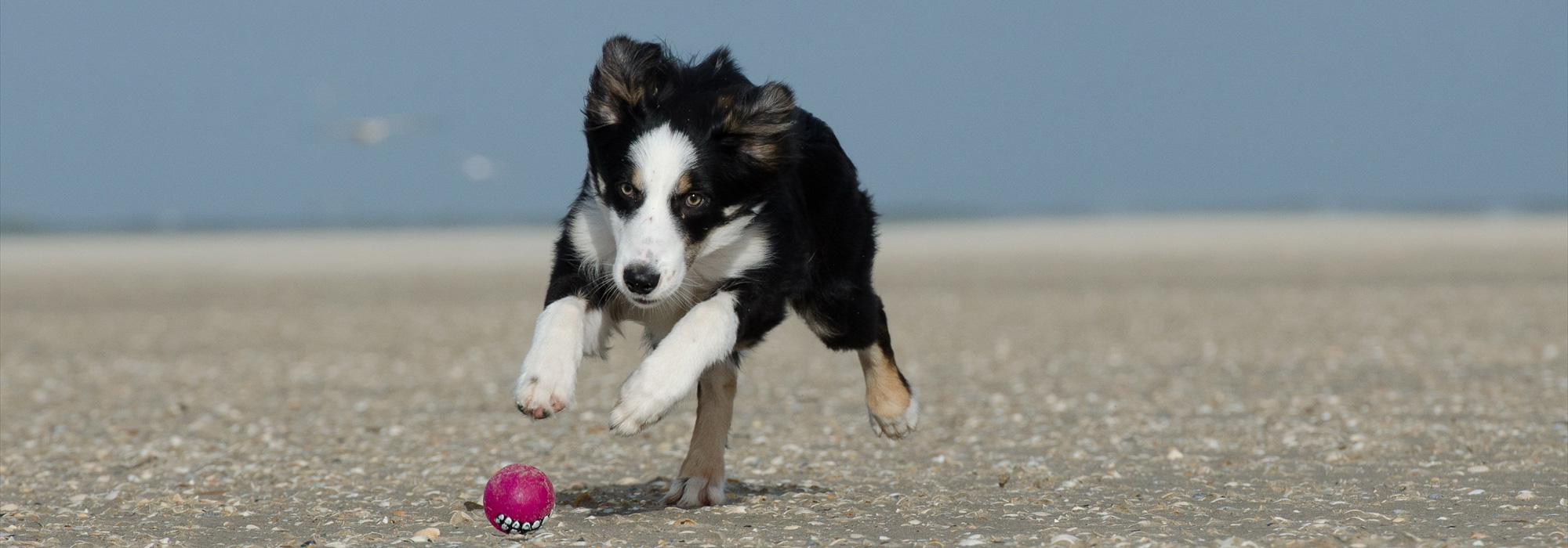 Ferienhaus mit Hund TopUrlaubsregionen